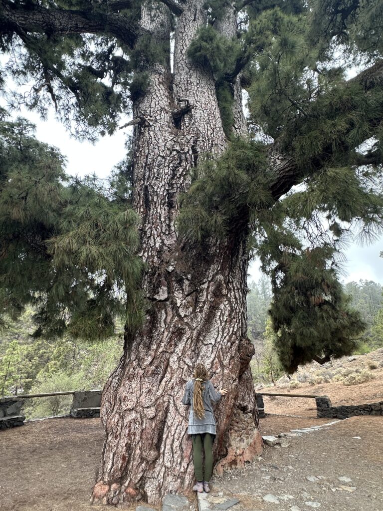 Pino Gordo Teneriffa must see Top Ten Sehenswürdigkeiten Teneriffa